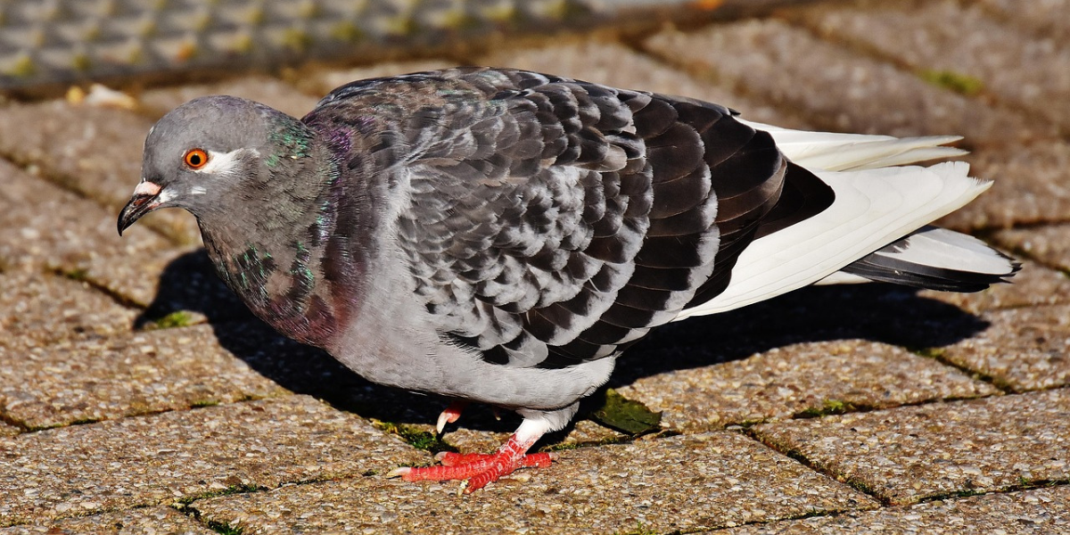 Blog-odpuzovace-ptactva-4